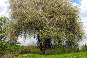 Baum des Jahres 2013 (Der Wild-Apfel)
