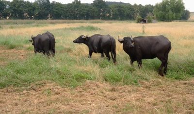 Zuletzt waren sie in Thüringen, jetzt sind sie in Thür: Karpatische Wasserbüffel sind sehr entspannte Tiere. Sie leisten in dem eingezäunten Gelände einen wichtigen Beitrag zum Naturschutz.