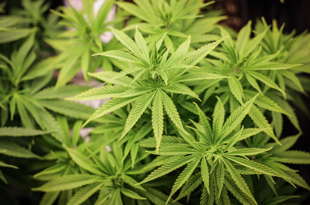 Eine Cannabispflanze unter künstlicher Beleuchtung.