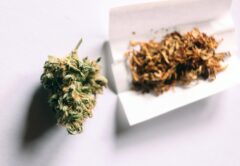 Cannabis in Nahaufnahme. Ein Teil liegt in einem Filter.