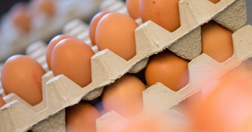 Dutzende Aufgereihte Eier stehen in Kartons.