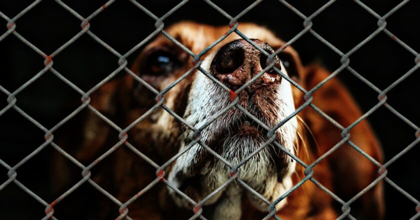 Ein trauriger Hund in Großaufnahme hinter einem Maschendrahtzaun.