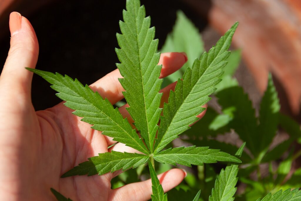 Nahaufnahme einer Cannabis-Pflanze, die von einer Hand gehalten wird.