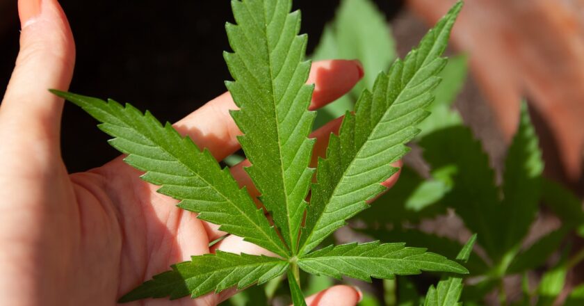 Nahaufnahme einer Cannabis-Pflanze, die von einer Hand gehalten wird.
