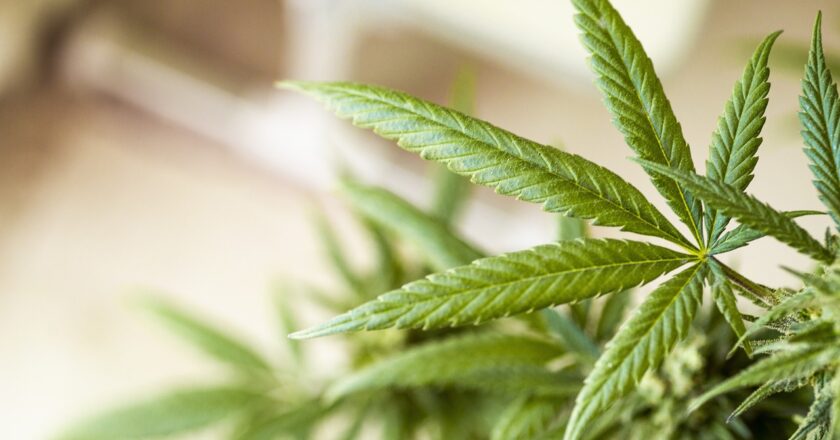 Eine Cannabis-Pflanze in Nahaufnahme.