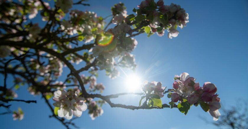 Die Sonne kommt vor blauem Himmel hinter Apfelblüten hervor.