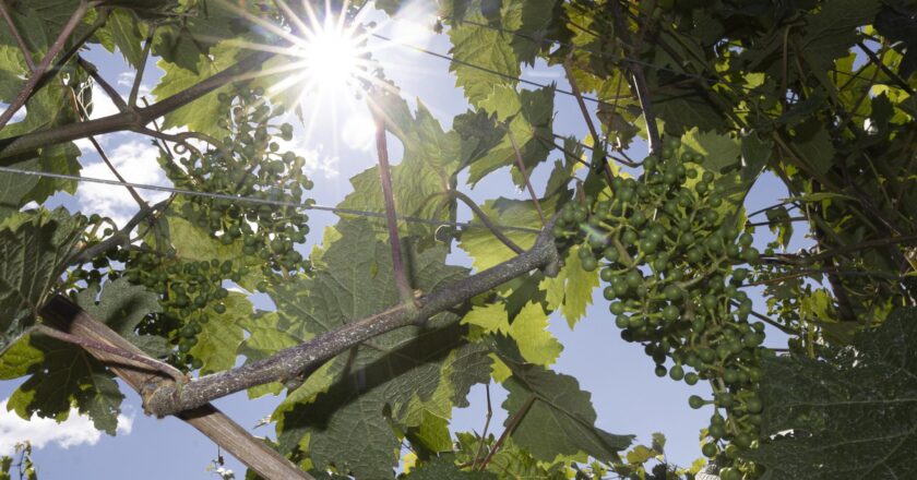Weintrauben reifen in der Sonne unter blauem Himmel.