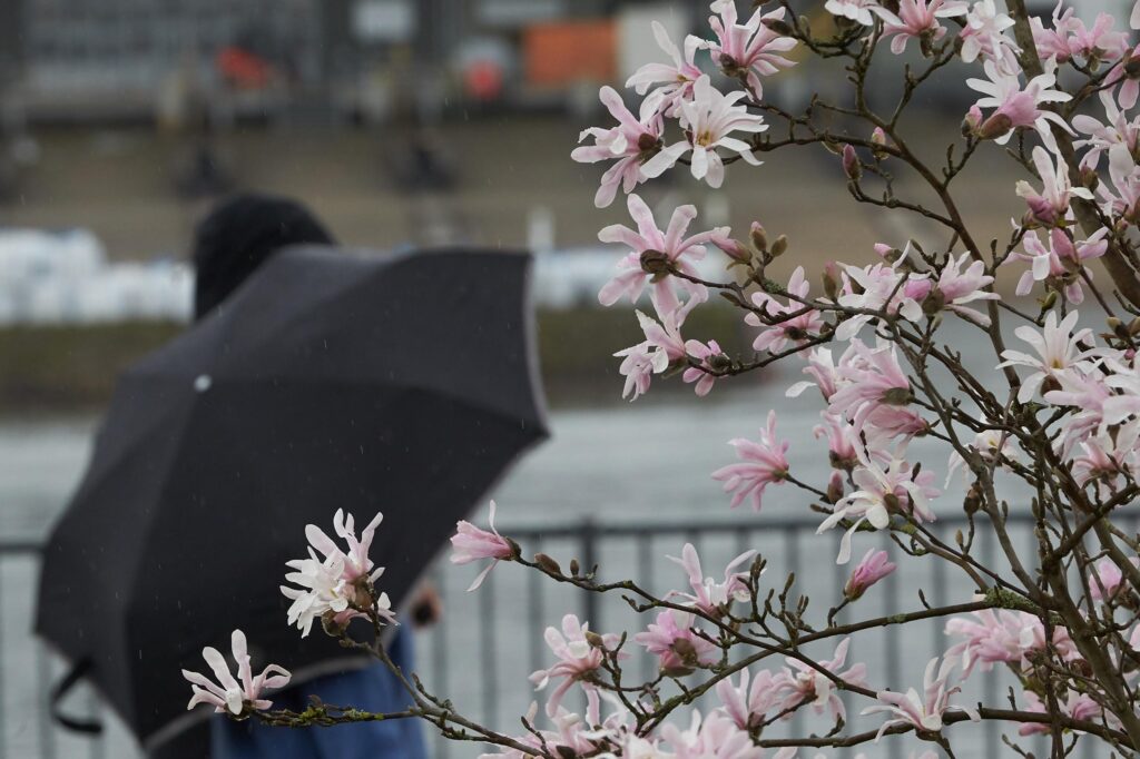 Ein Passant mit Regenschirm geht am Moselufer an einem blühenden Baum vorbei.