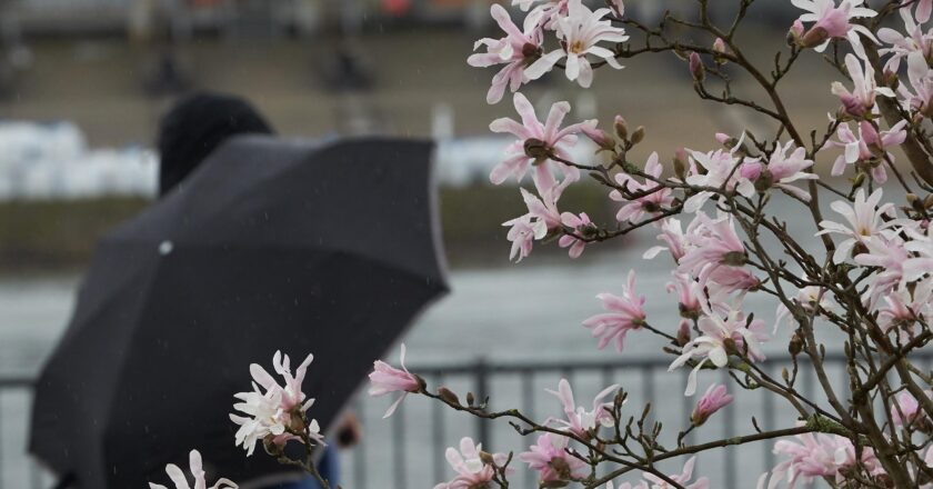 Ein Passant mit Regenschirm geht am Moselufer an einem blühenden Baum vorbei.