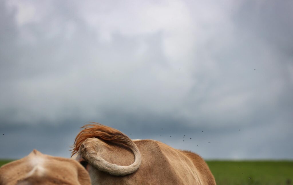 Eine Kuh steht unter einem wolkenverhangenem Himmel.