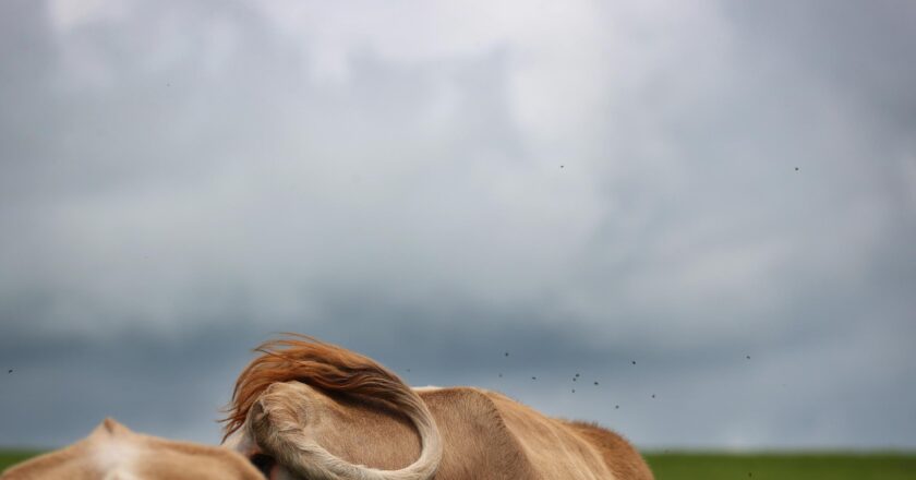 Eine Kuh steht unter einem wolkenverhangenem Himmel.