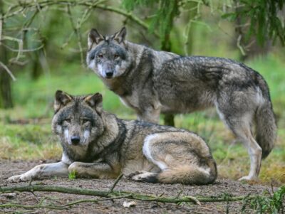 Zwei Wölfe im Gehege eines Wildparks.