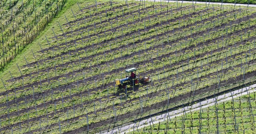Ein Winzer bearbeitet in einem Weinberg mit einem Traktor den Boden.